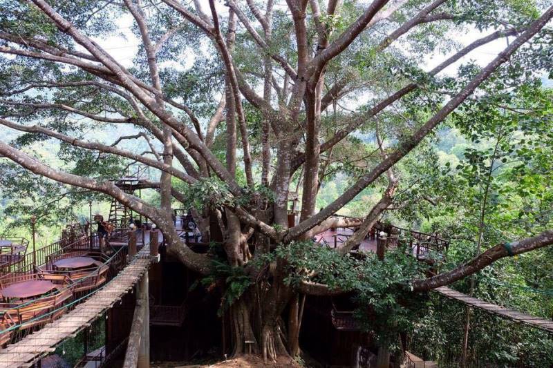 The Giant Chiangmai ร้านกาแฟบนต้นไม้ใหญ่ ท่ามกลางขุนเขา