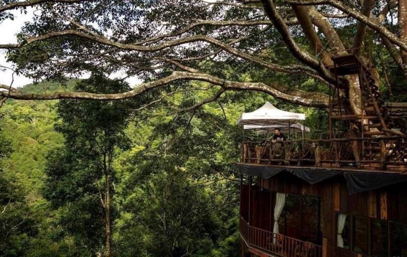 The Giant Chiangmai ร้านกาแฟบนต้นไม้ใหญ่ ท่ามกลางขุนเขา