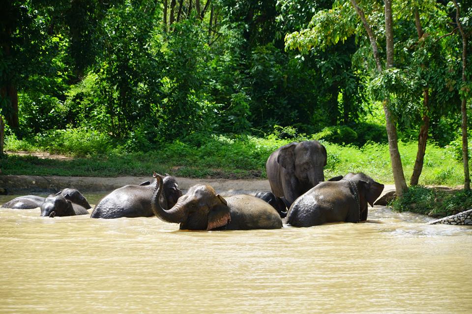 Sappraiwan Elephant House Lake View Café