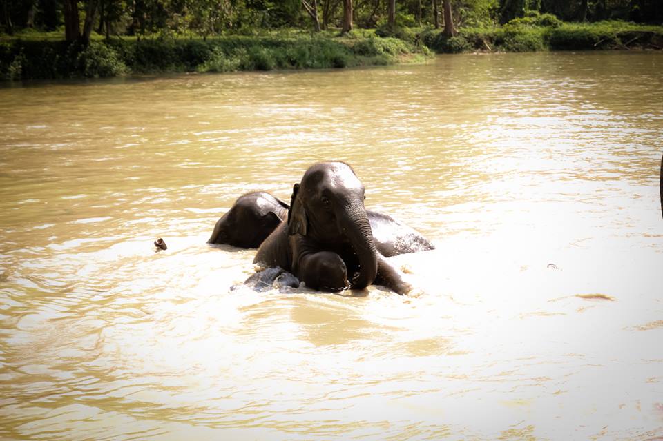 Sappraiwan Elephant House Lake View Café