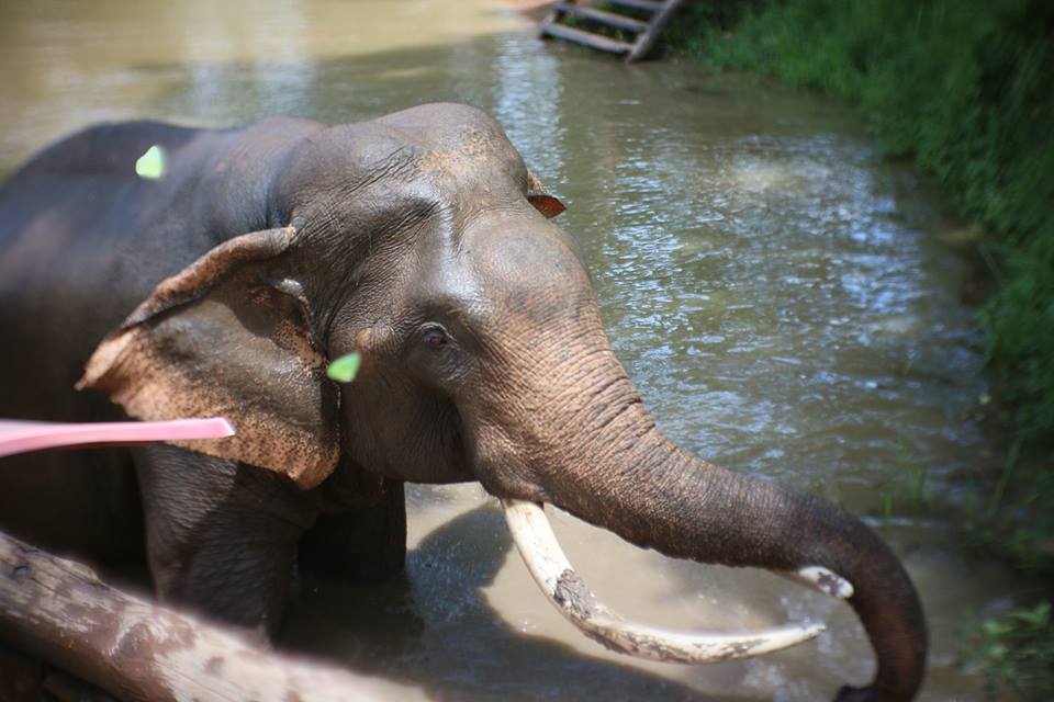 Sappraiwan Elephant House Lake View Café