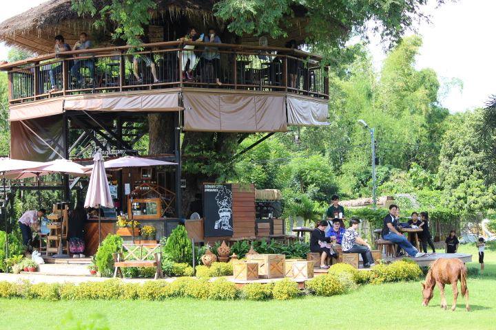 เก๊ามะขาม คอฟฟี่ เชียงใหม่ ร้านกาแฟบนต้นไม้ วิว 360 องศา