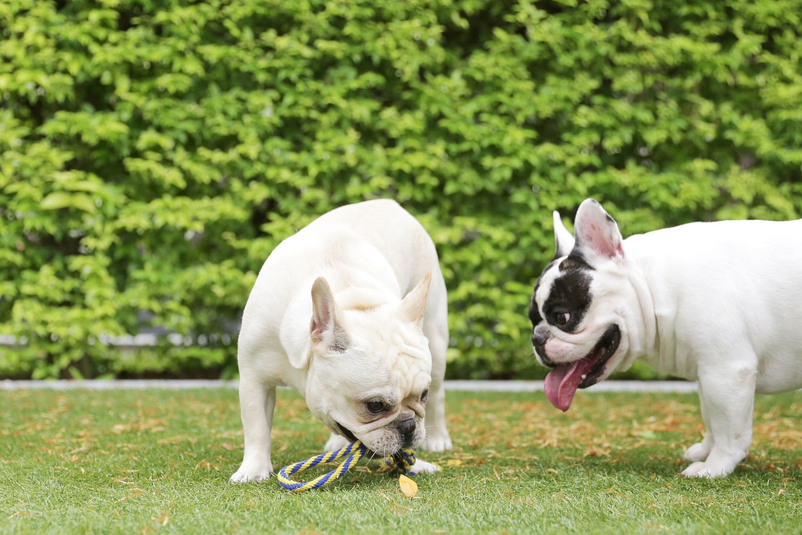 Pet-Friendly Residences คอนโดที่ตอบโจทย์กระแสเลี้ยงสัตว์คลายเหงาช่วง Work From Home